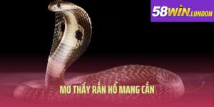 Mơ Thấy Rắn Hổ Mang Cắn Và Cách Lý Giải Con Số May Mắn