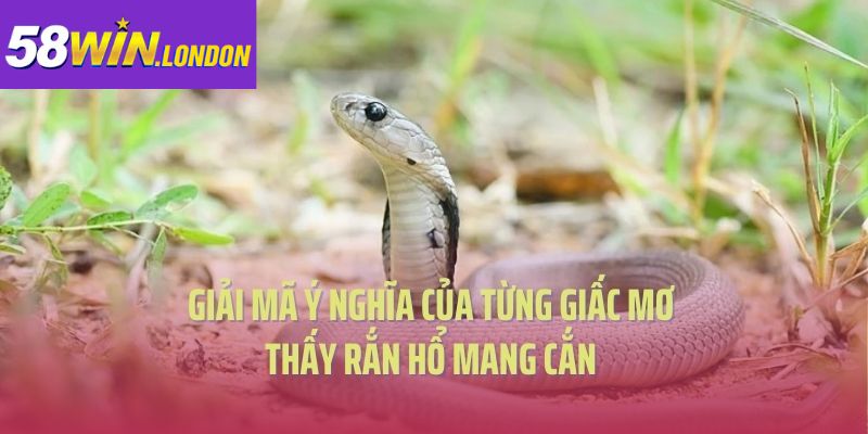 Giải mã ý nghĩa của từng giấc mơ thấy rắn hổ mang cắn