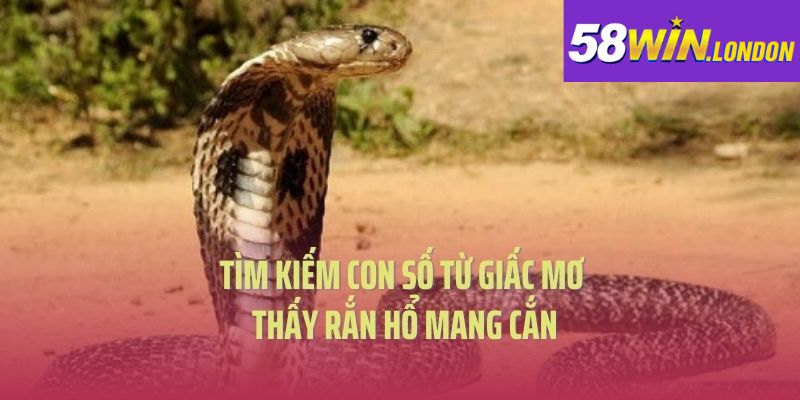 Tìm kiếm con số xổ số từ giấc mơ thấy rắn hổ mang cắn