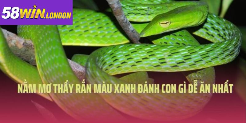 Nằm mơ thấy rắn xanh đánh con gì dễ ăn nhất